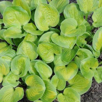 Hosta 'Heart and Soul'